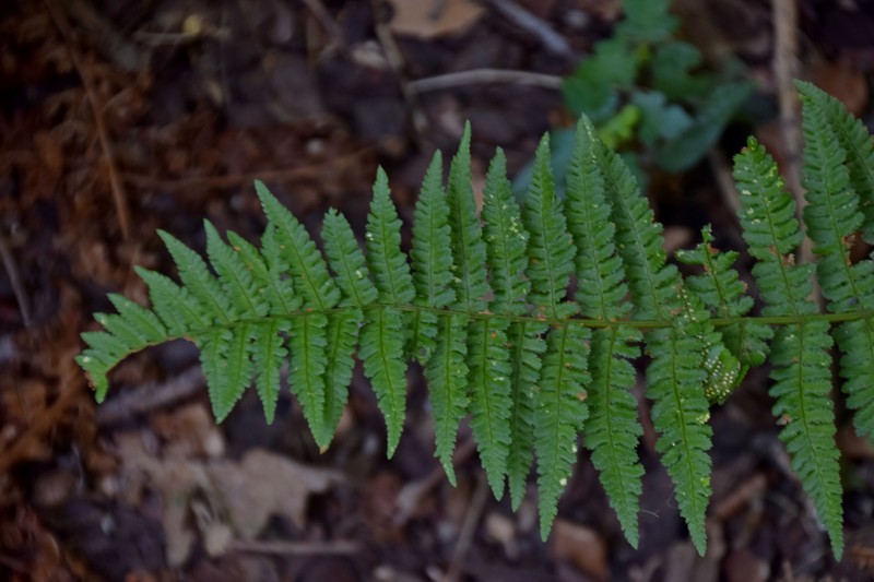 Dryopteris ardechensis photo 7