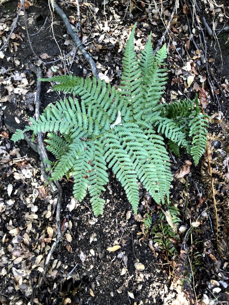 Coastal Woodfern