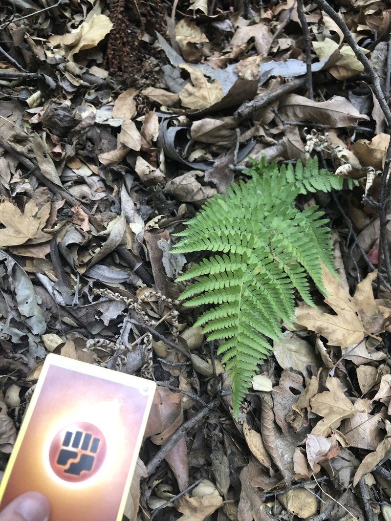 Coastal Woodfern photo 2