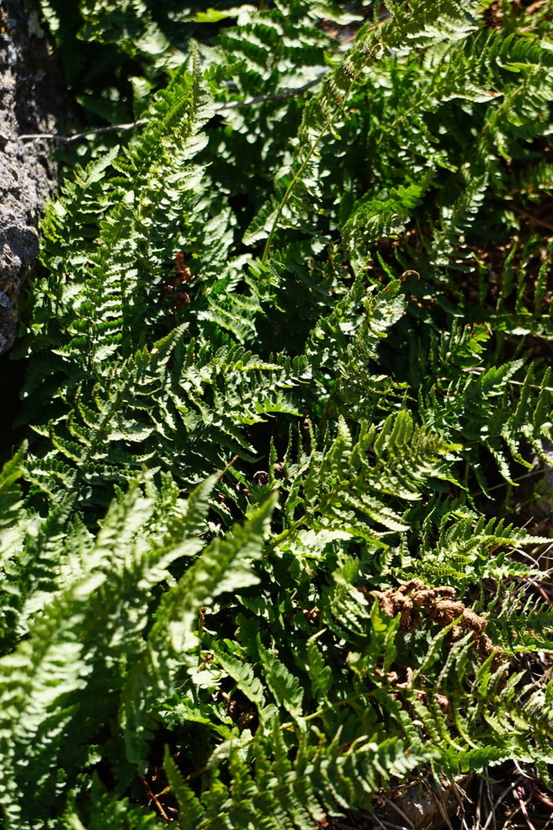 Coastal Woodfern photo 3