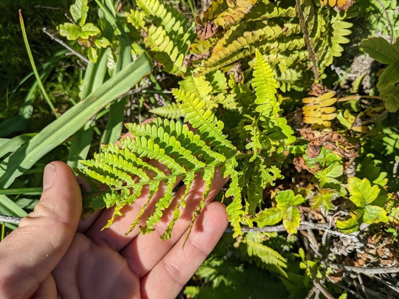 Coastal Woodfern photo 4