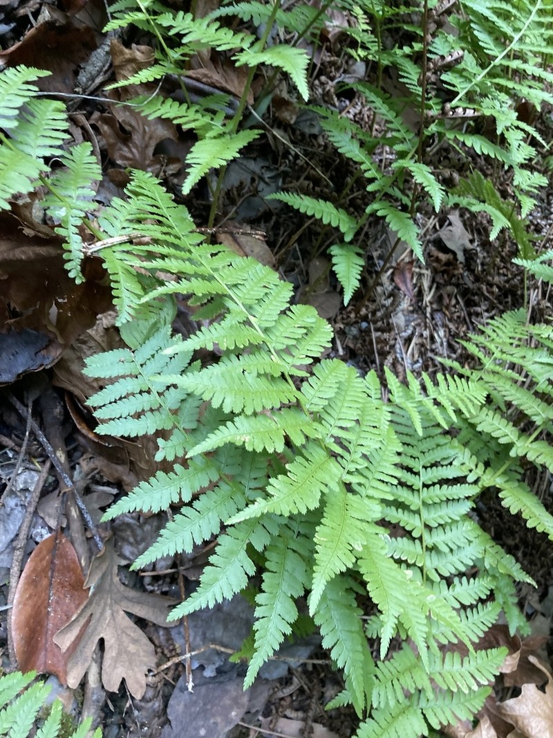 Coastal Woodfern photo 5