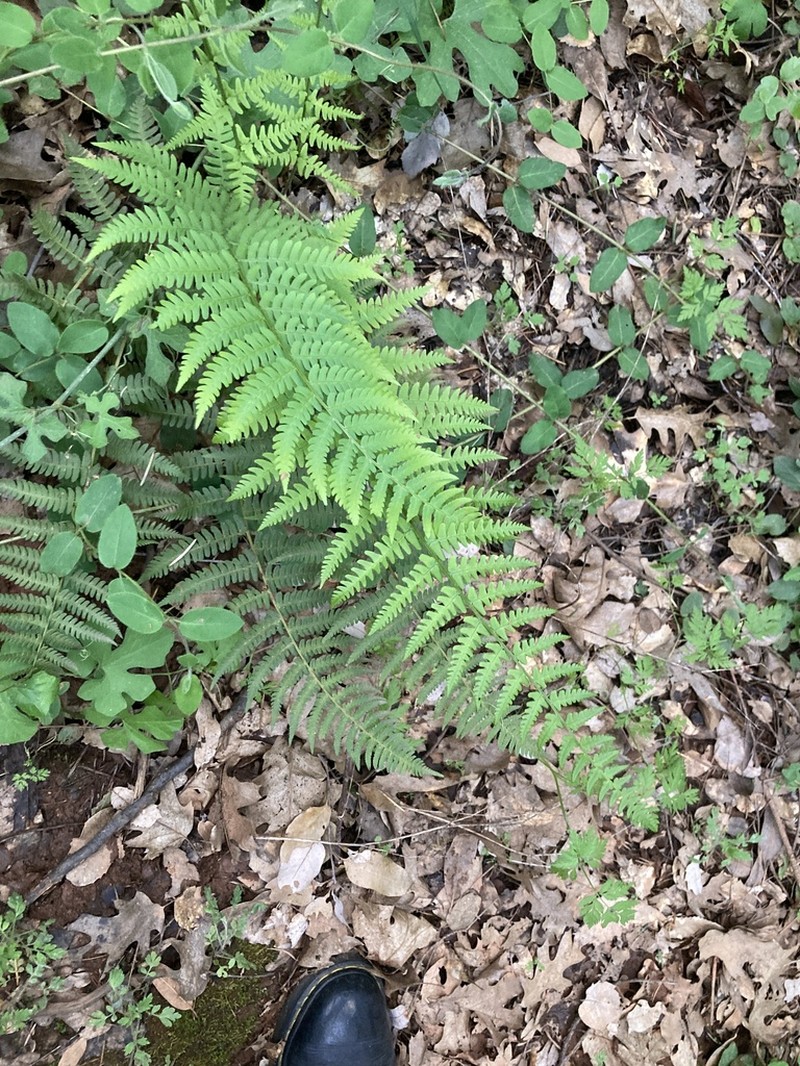 Coastal Woodfern photo 6