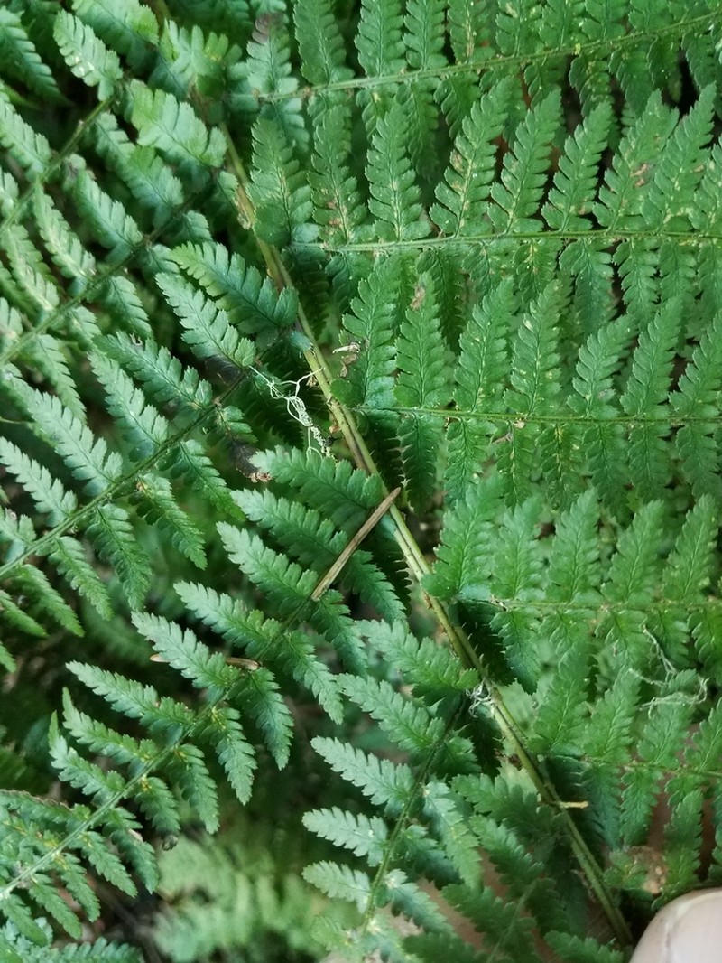 Coastal Woodfern photo 7
