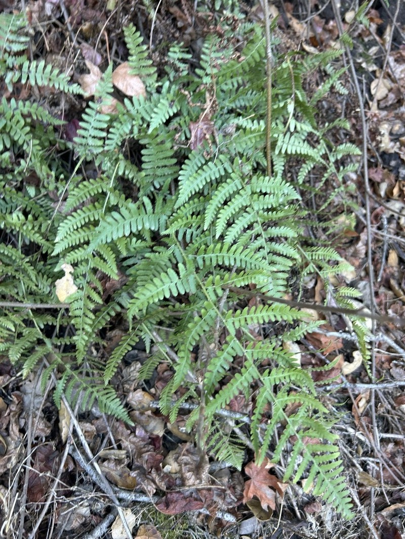Coastal Woodfern photo 8