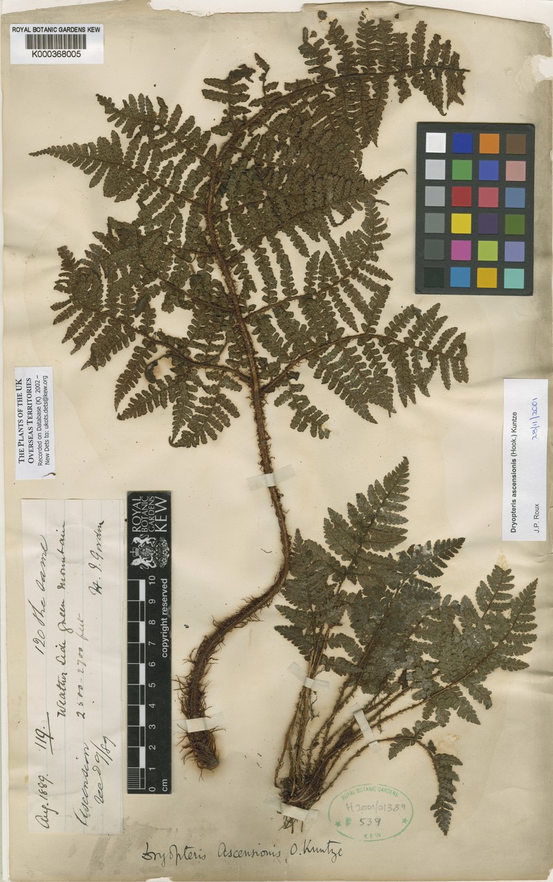 Dryopteris ascensionis