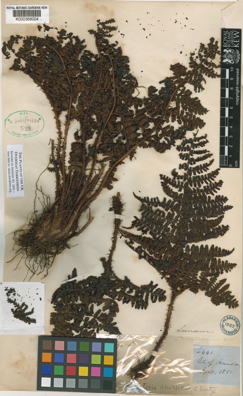 Dryopteris ascensionis photo 2