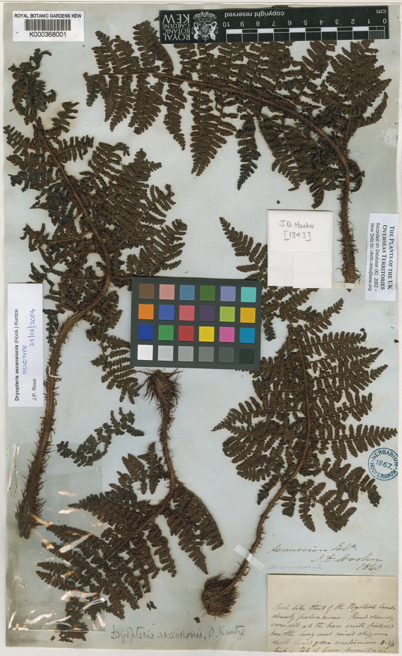 Dryopteris ascensionis photo 3