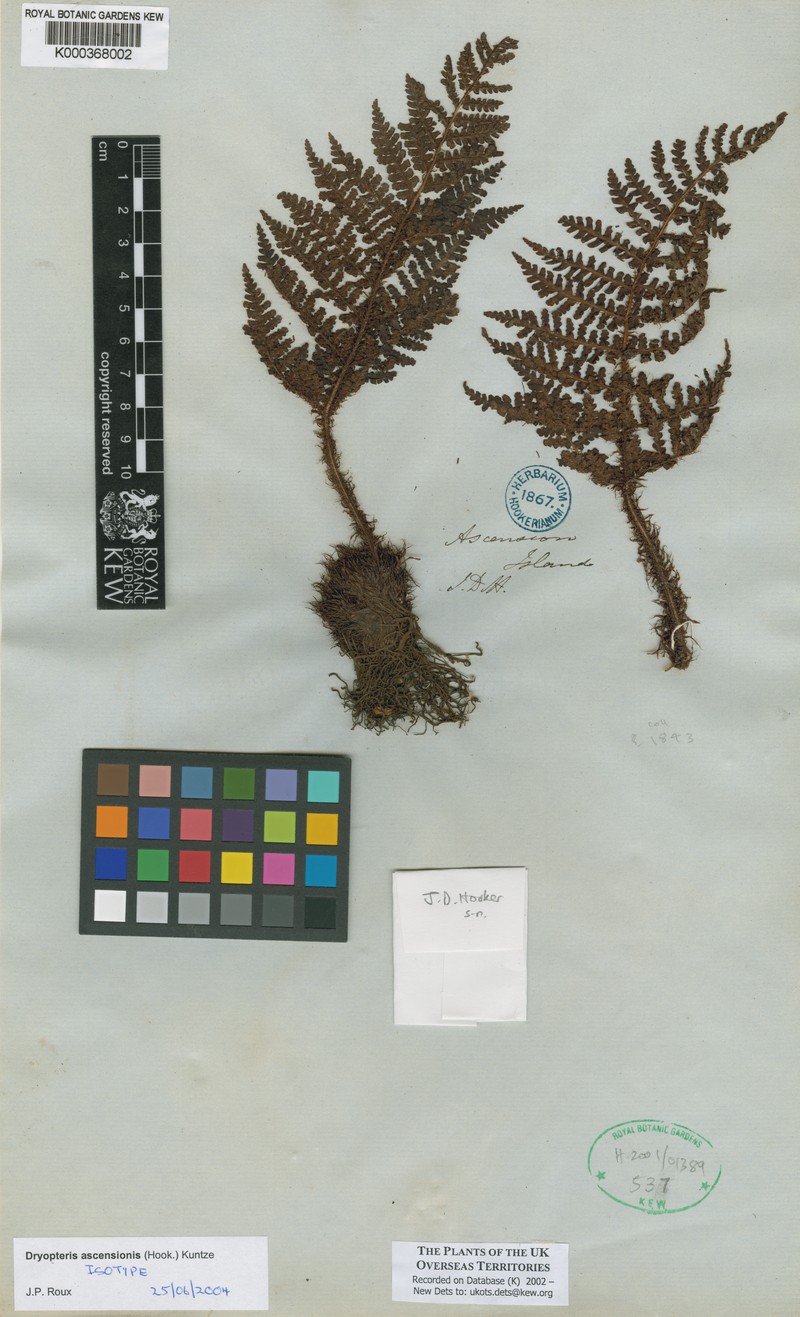 Dryopteris ascensionis photo 4