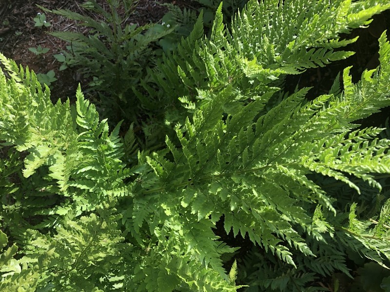Dryopteris athamantica