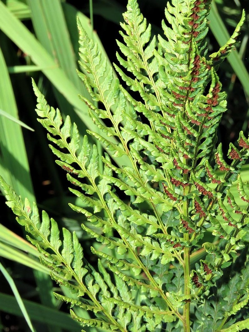Dryopteris athamantica photo 2