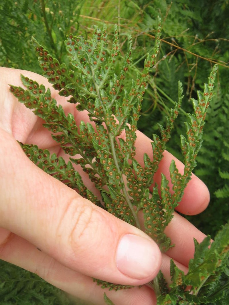 Dryopteris athamantica photo 3