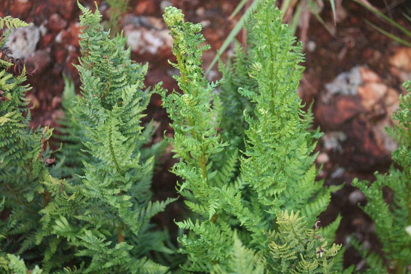 Dryopteris athamantica photo 5