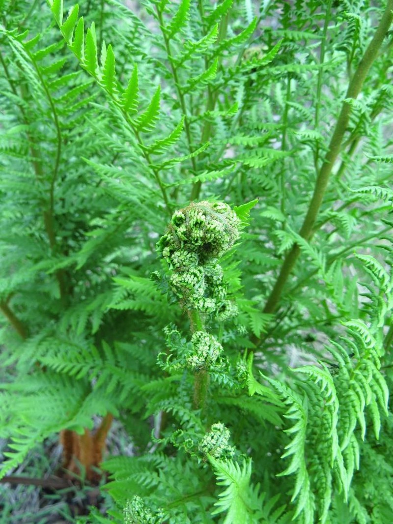 Dryopteris athamantica photo 6