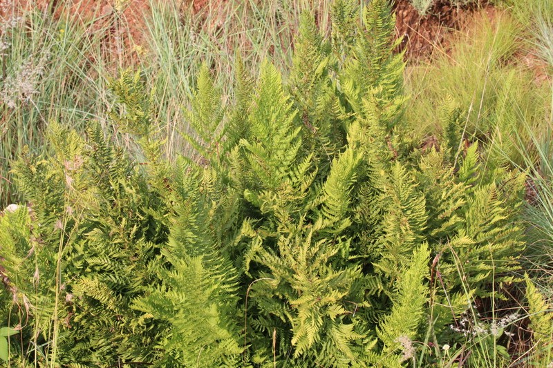 Dryopteris athamantica photo 7