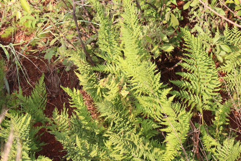 Dryopteris athamantica photo 8
