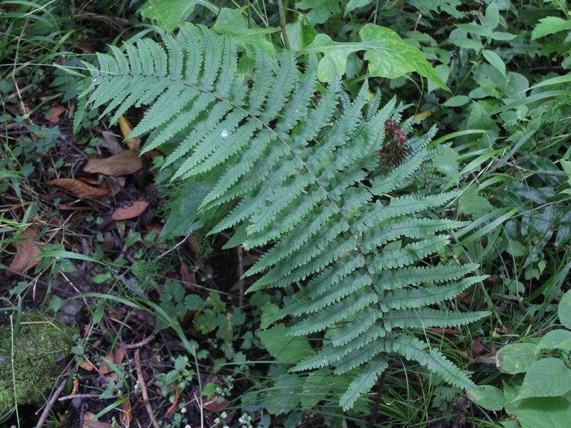 Dryopteris atrata
