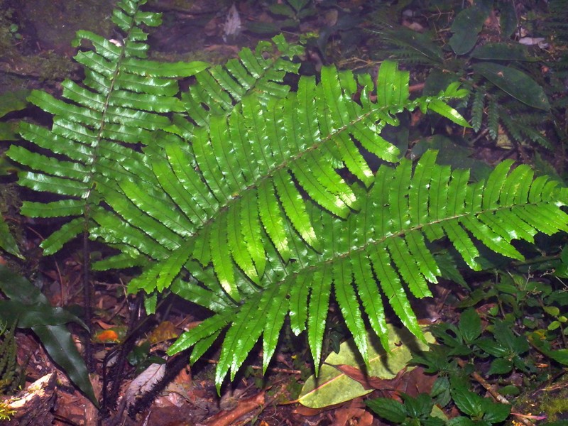 Dryopteris atrata photo 2