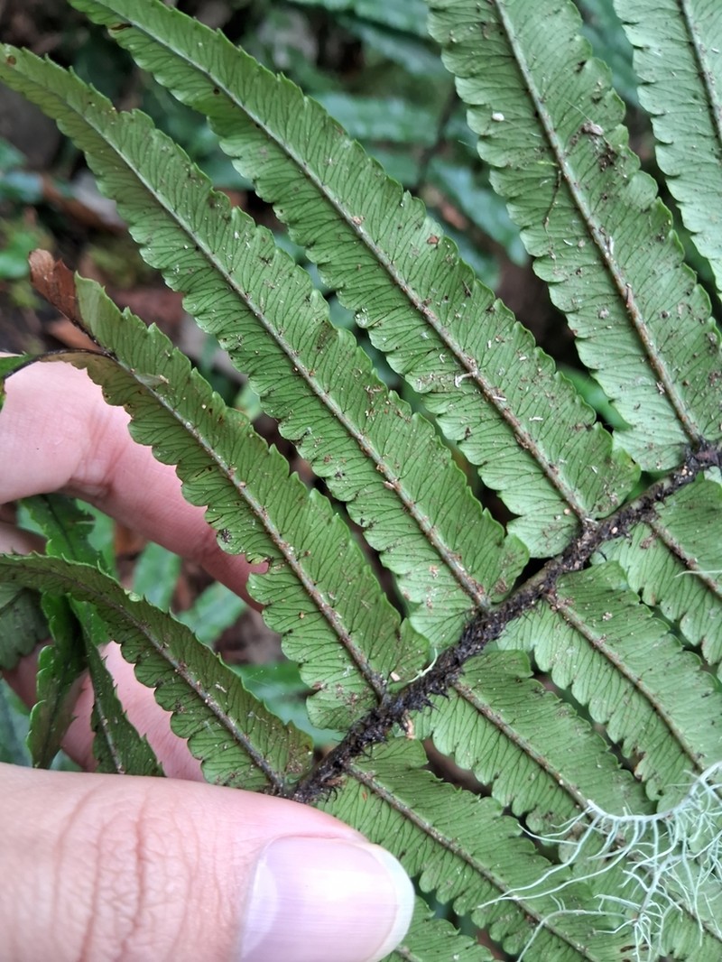 Dryopteris atrata photo 3