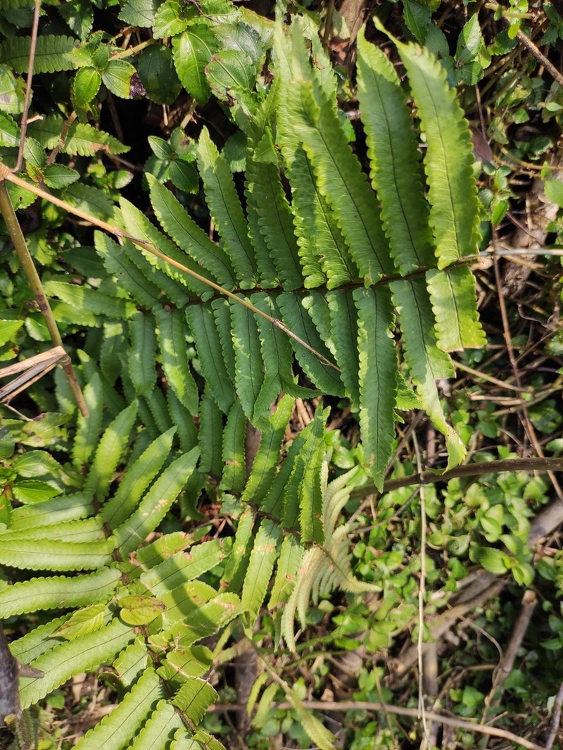 Dryopteris atrata photo 4