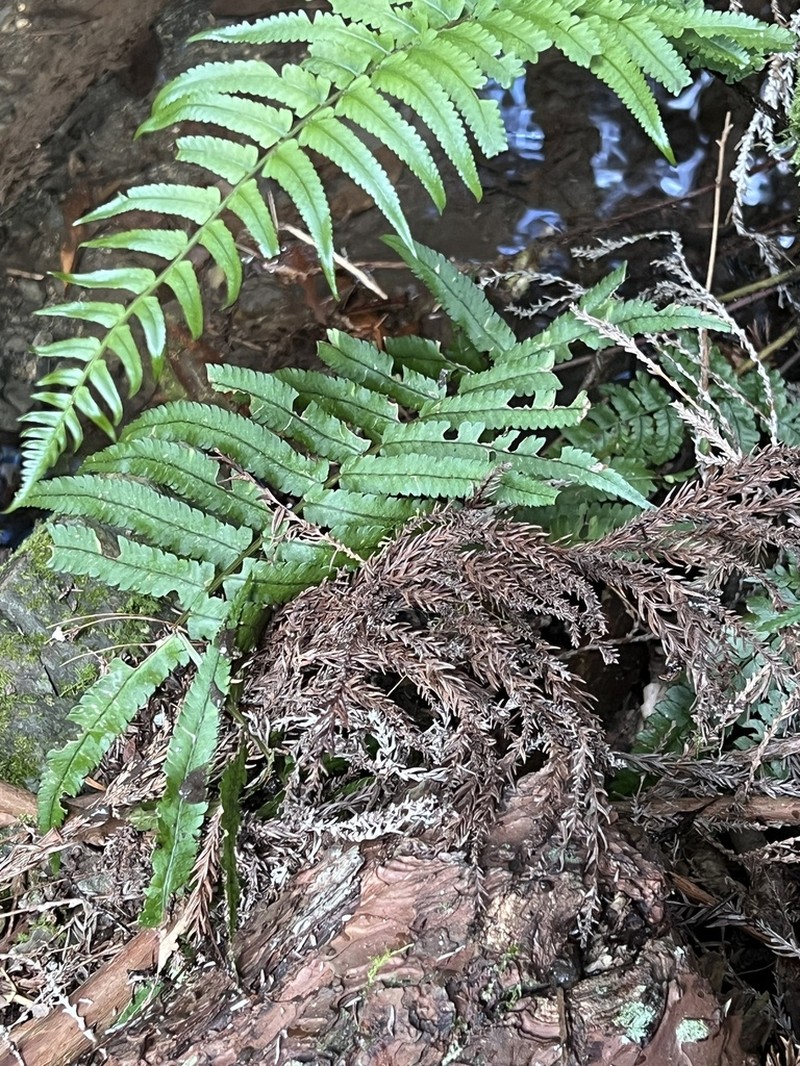 Dryopteris atrata photo 5