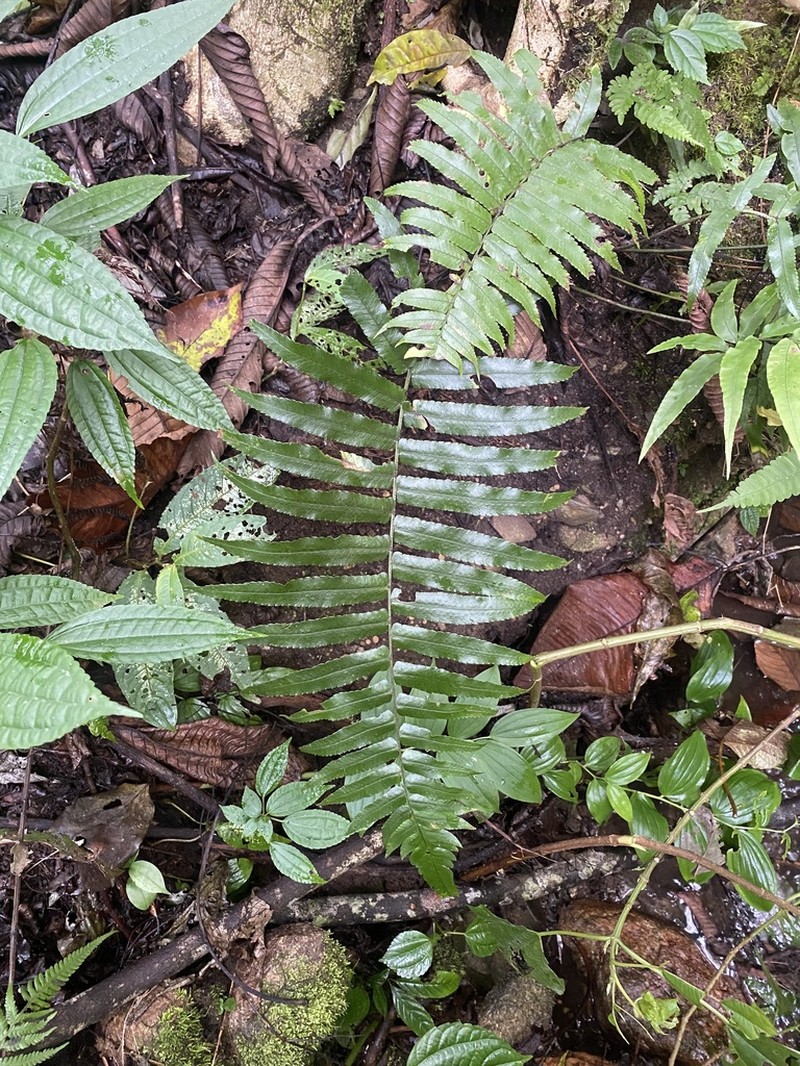 Dryopteris atrata photo 6