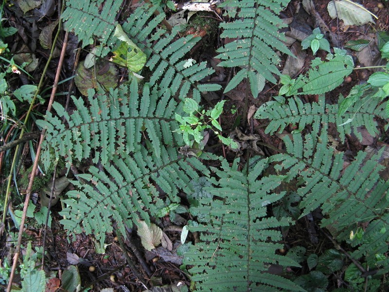 Dryopteris atrata photo 7