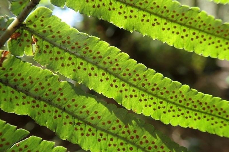 Dryopteris atrata photo 8