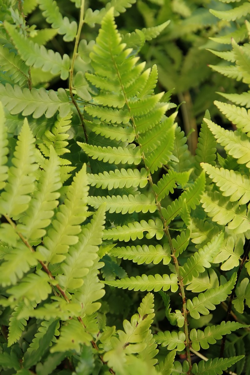 Woodfern