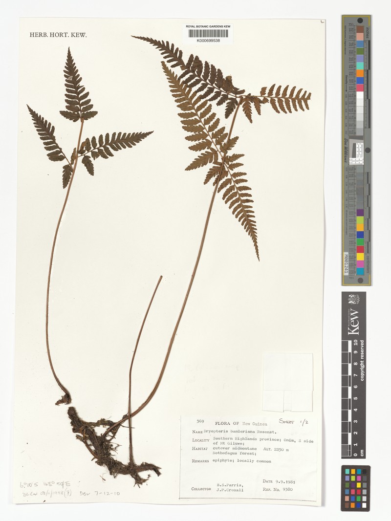 Dryopteris bamleriana