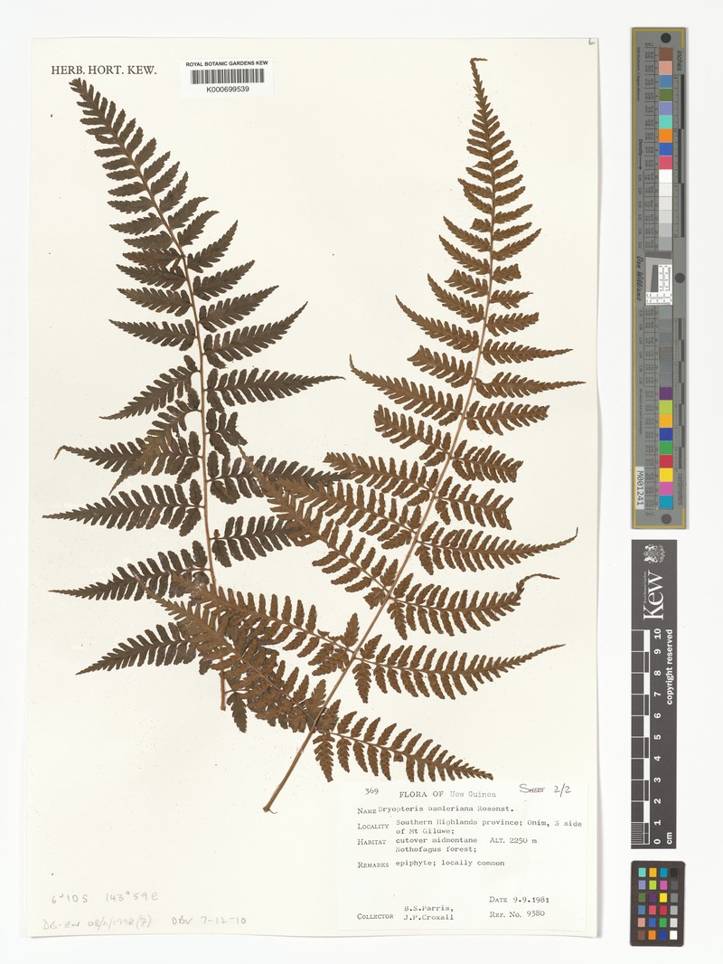 Dryopteris bamleriana photo 2