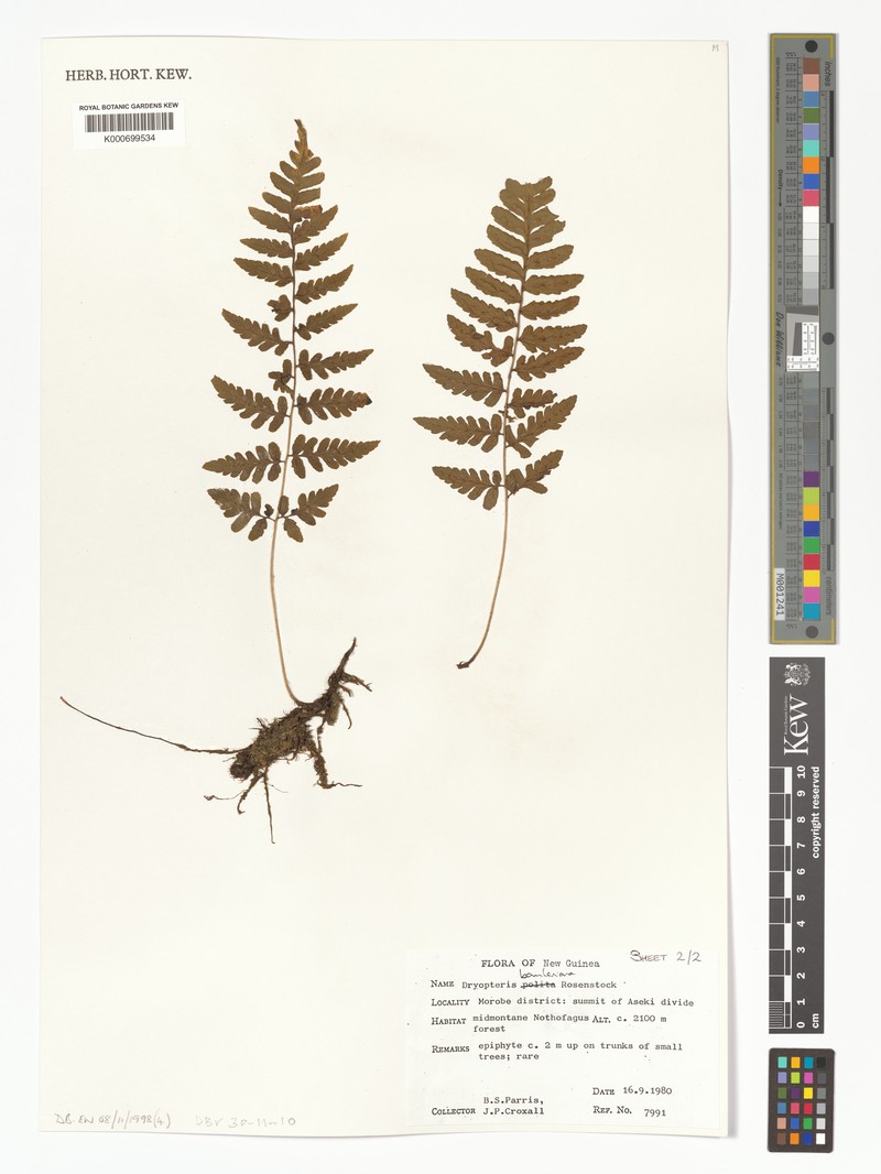Dryopteris bamleriana photo 3