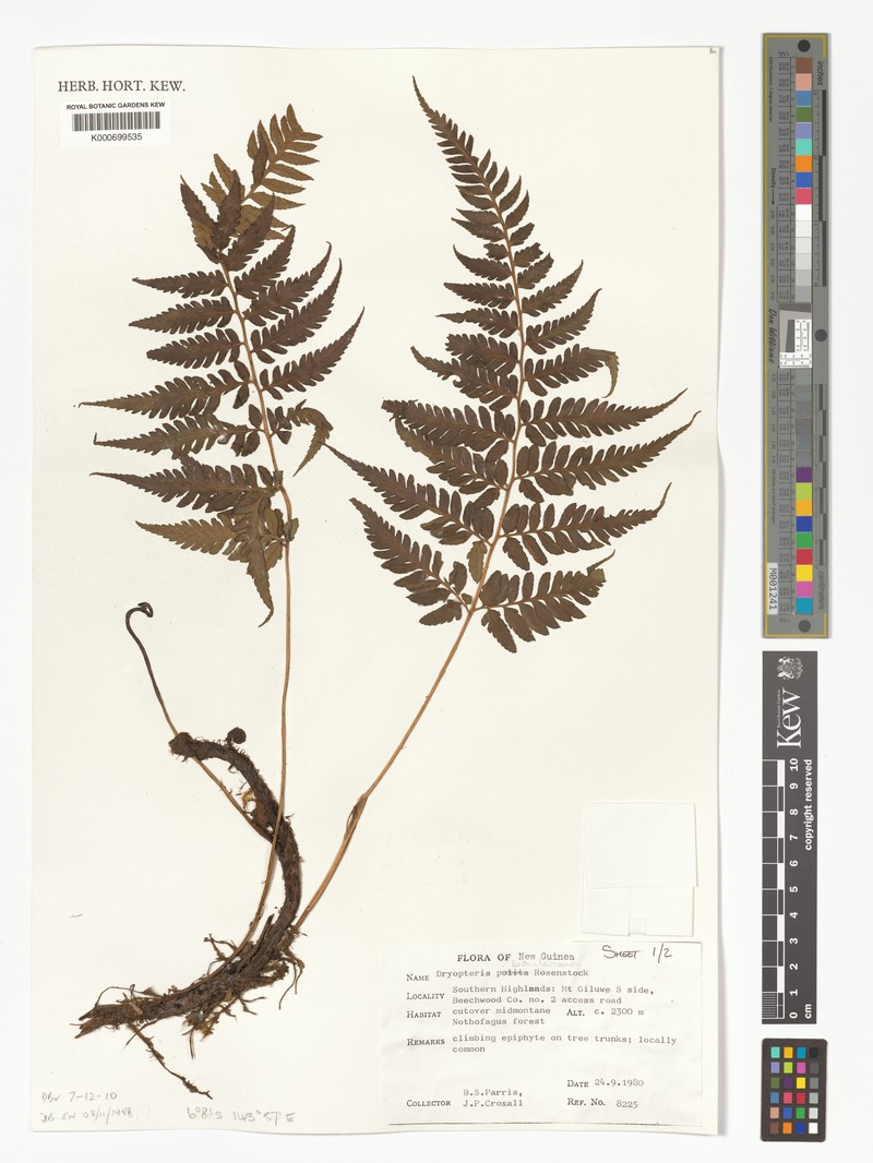 Dryopteris bamleriana photo 4