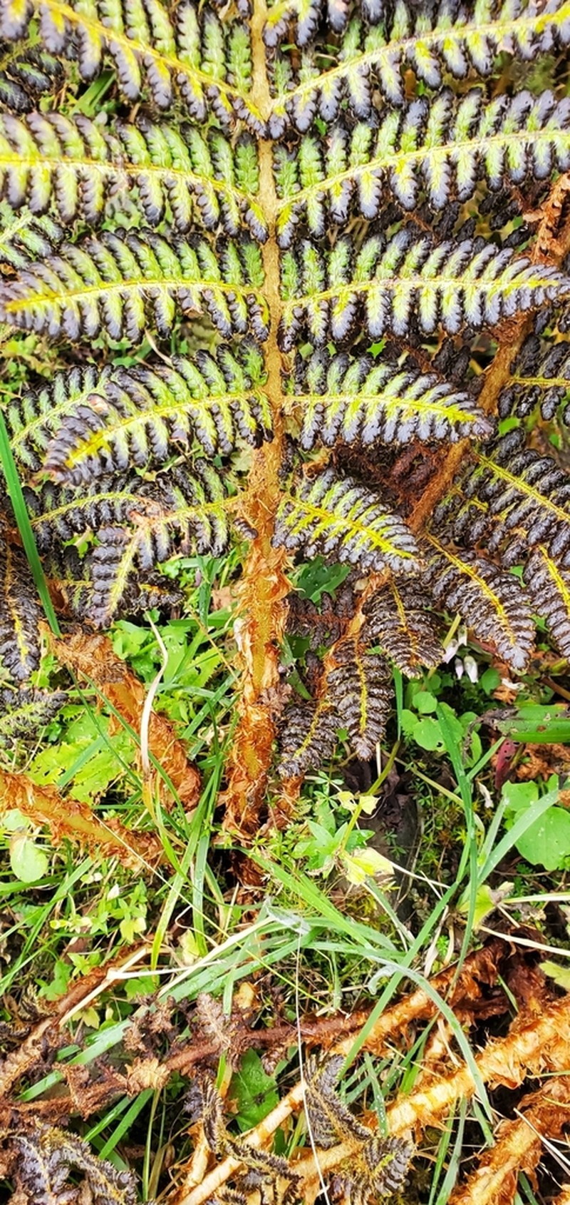 Dryopteris barbigera