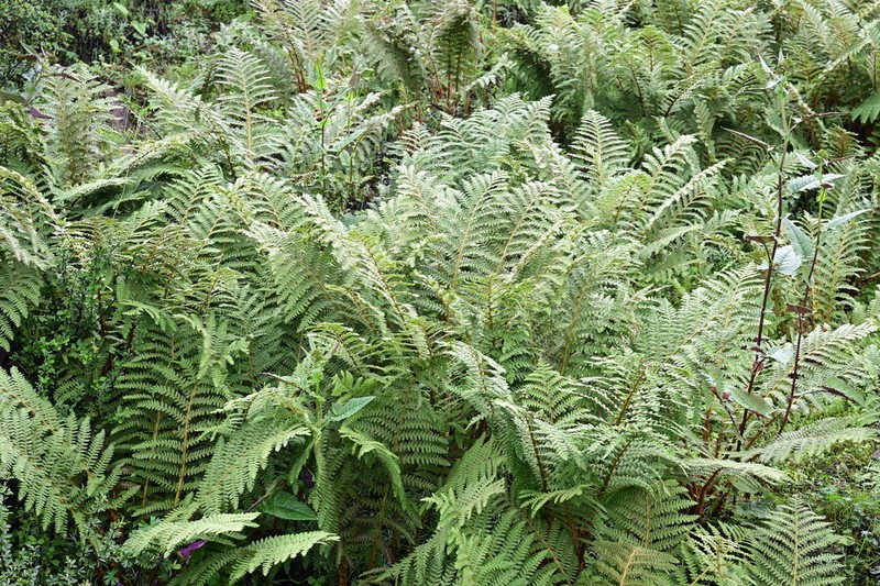 Dryopteris barbigera photo 2