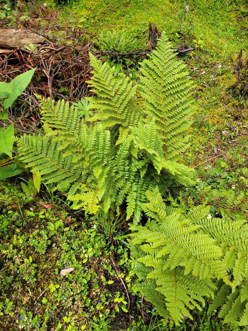 Dryopteris barbigera photo 3