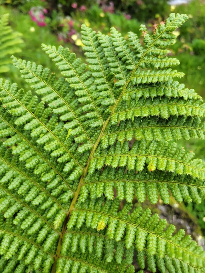 Dryopteris barbigera photo 4