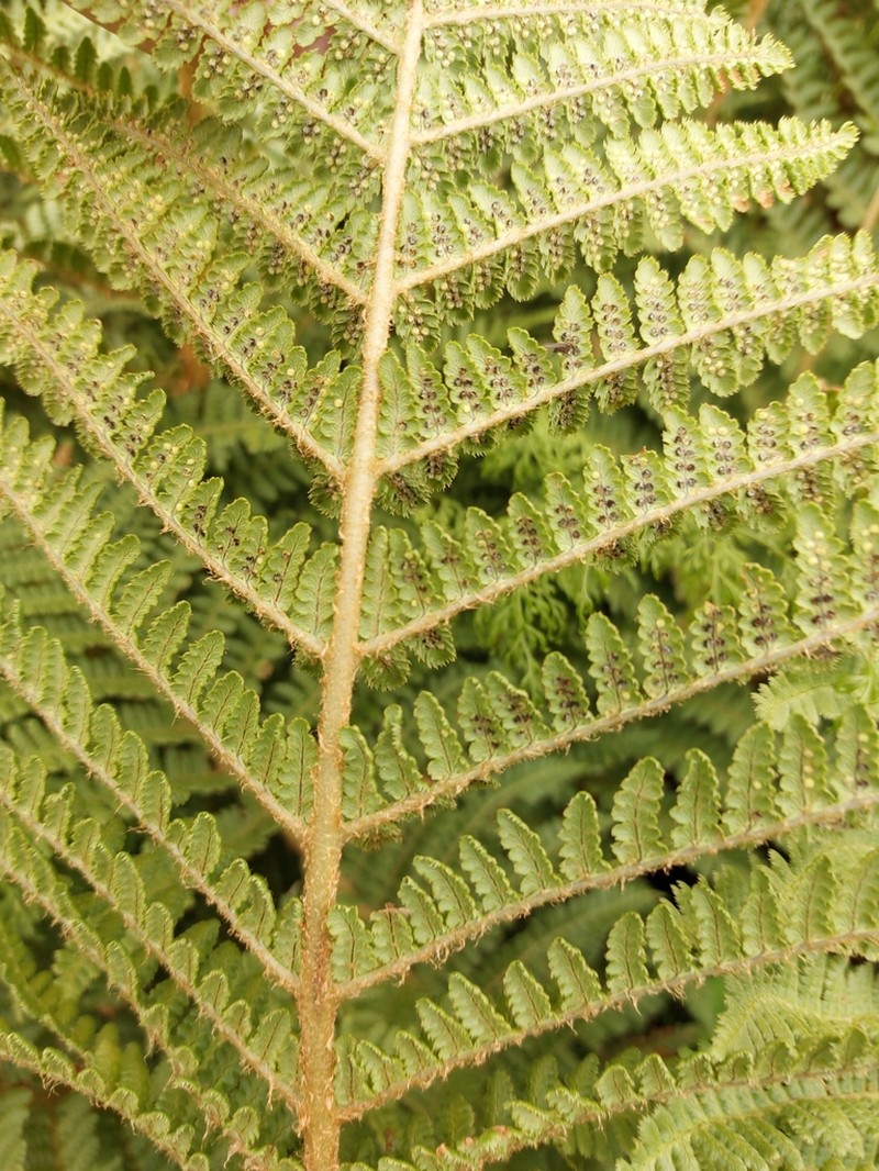 Dryopteris barbigera photo 5