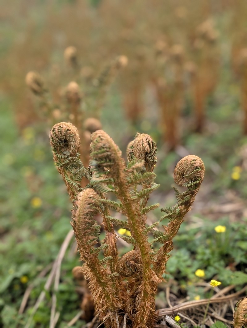Dryopteris barbigera photo 6