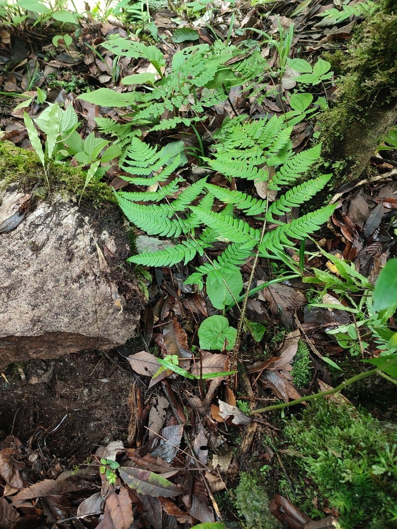 Dryopteris basisora