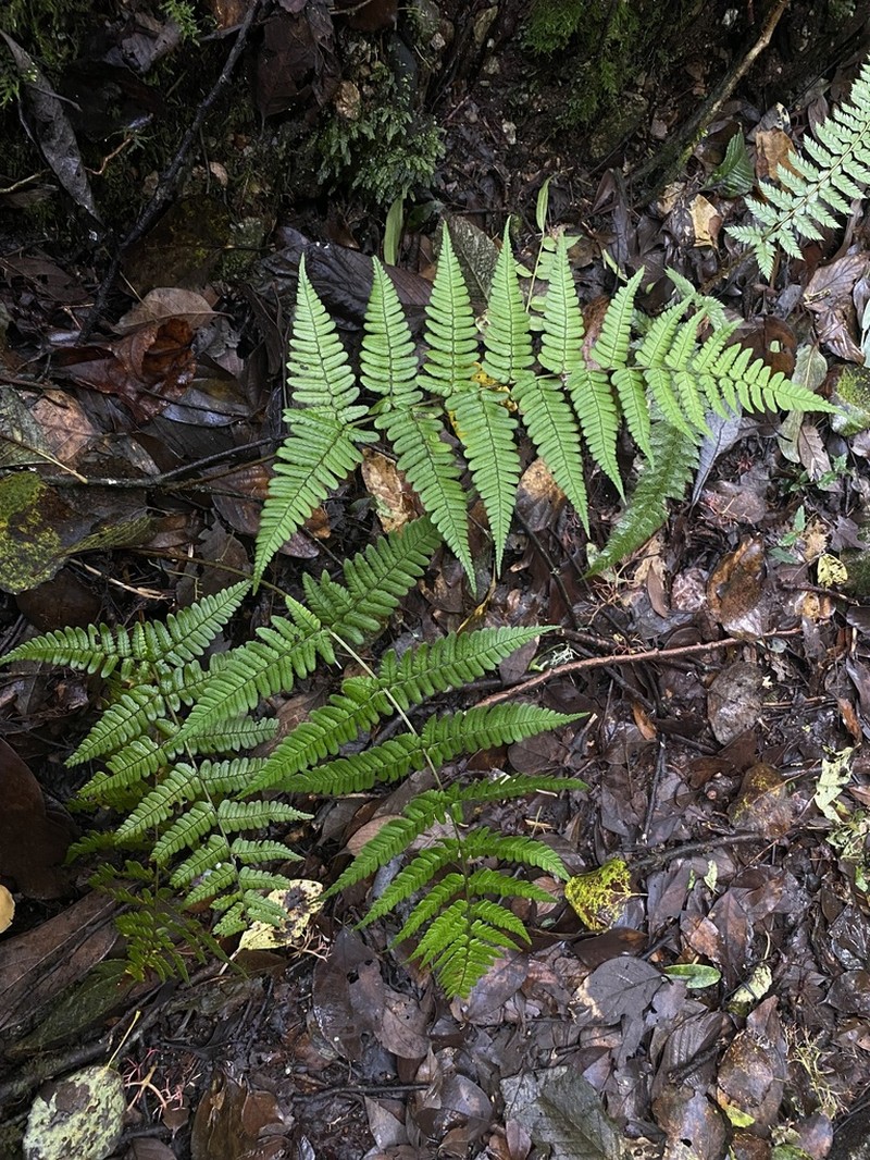Dryopteris basisora photo 2
