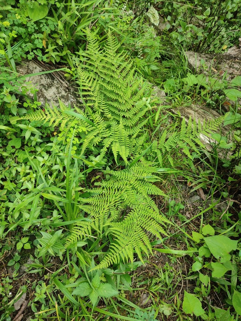 Dryopteris basisora photo 3