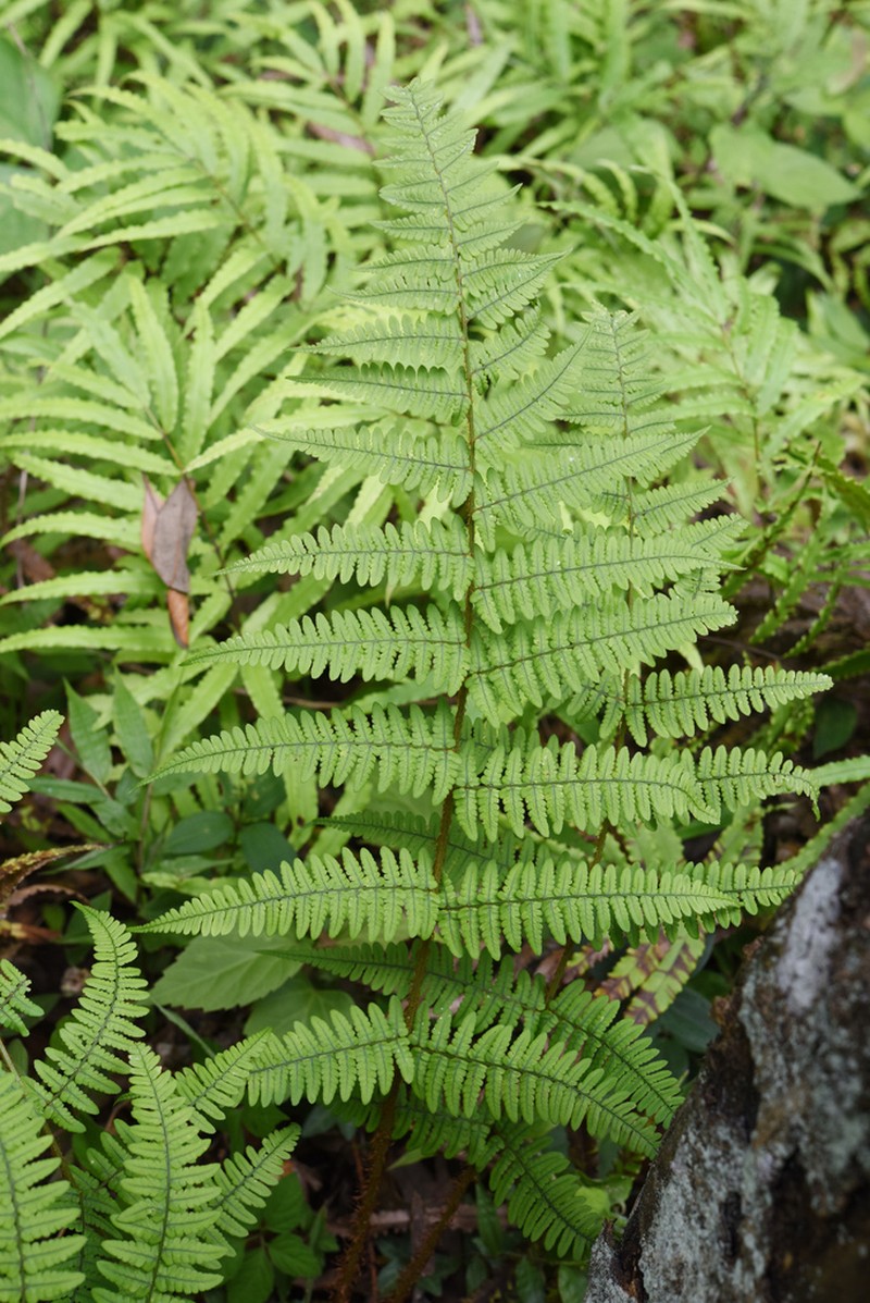 Dryopteris basisora photo 4