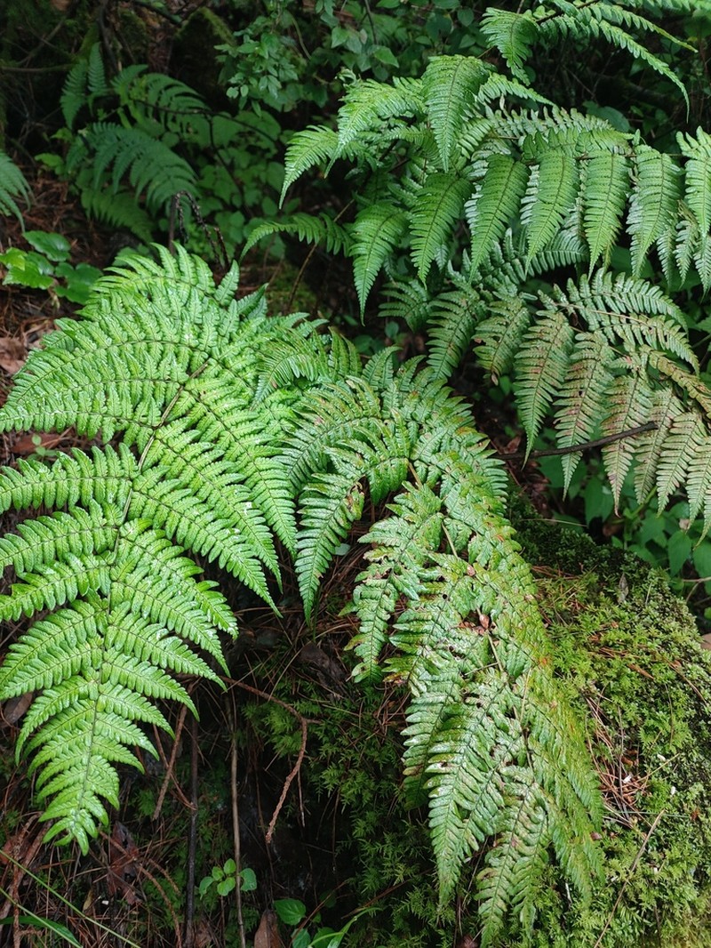 Dryopteris basisora photo 5