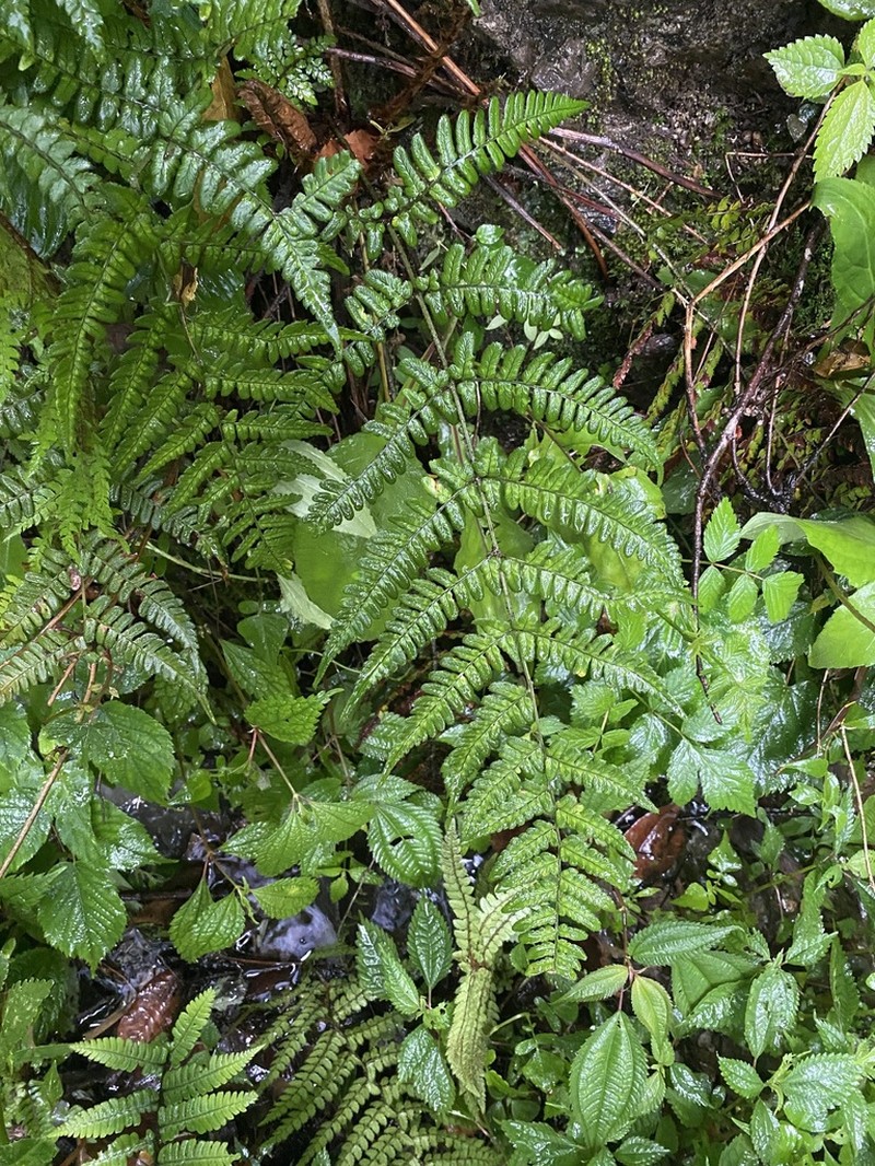 Dryopteris basisora photo 6