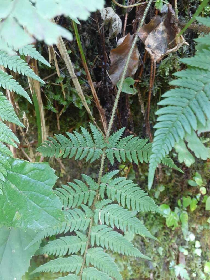 Dryopteris bissetiana
