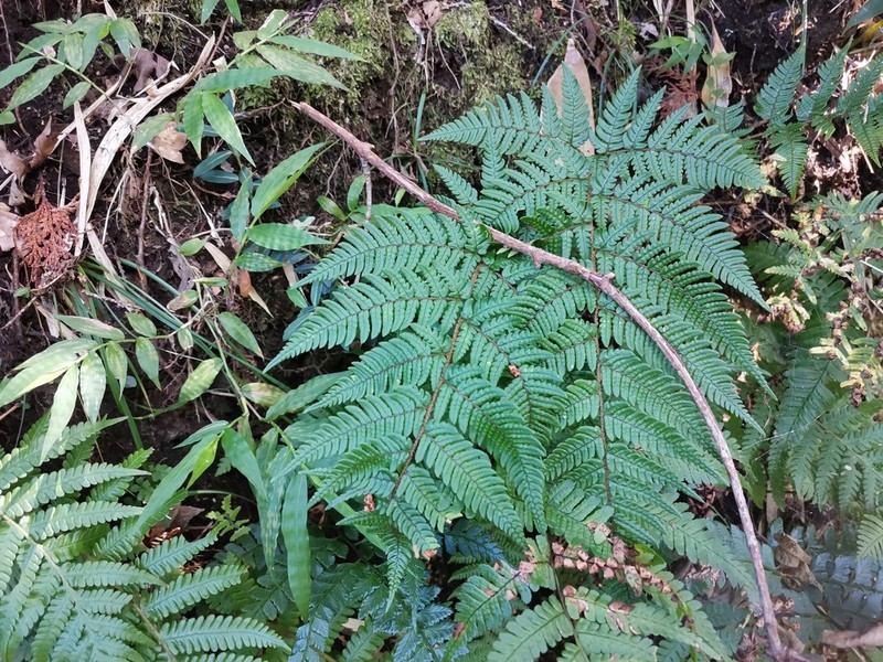 Dryopteris bissetiana photo 2