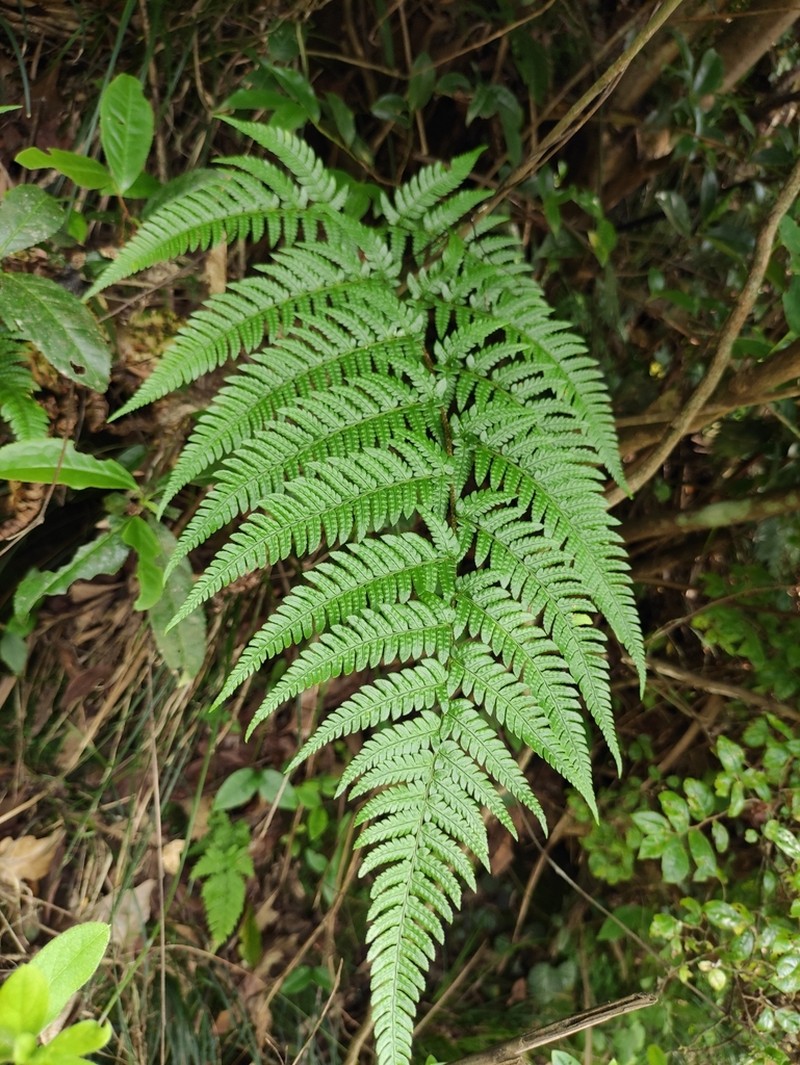 Dryopteris bissetiana photo 3