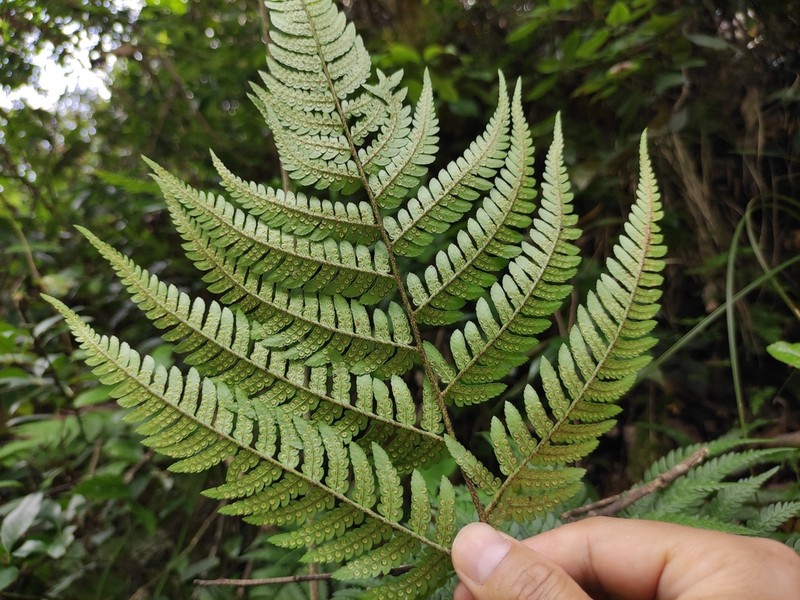 Dryopteris bissetiana photo 4