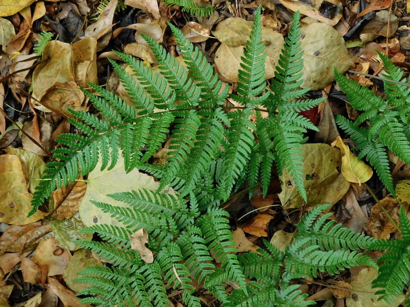 Dryopteris bissetiana photo 5